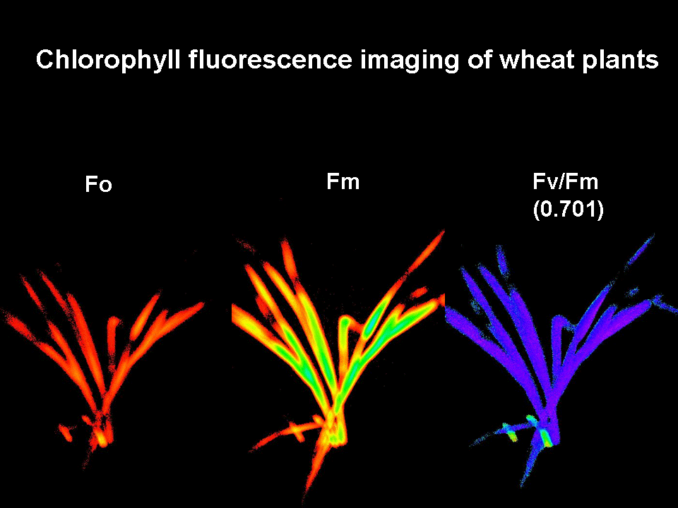 plant monitoring by fluorescence imaging